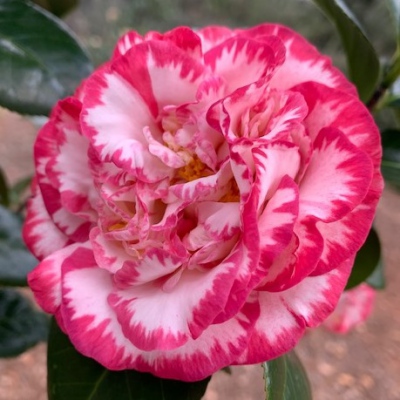 Margaret Davis